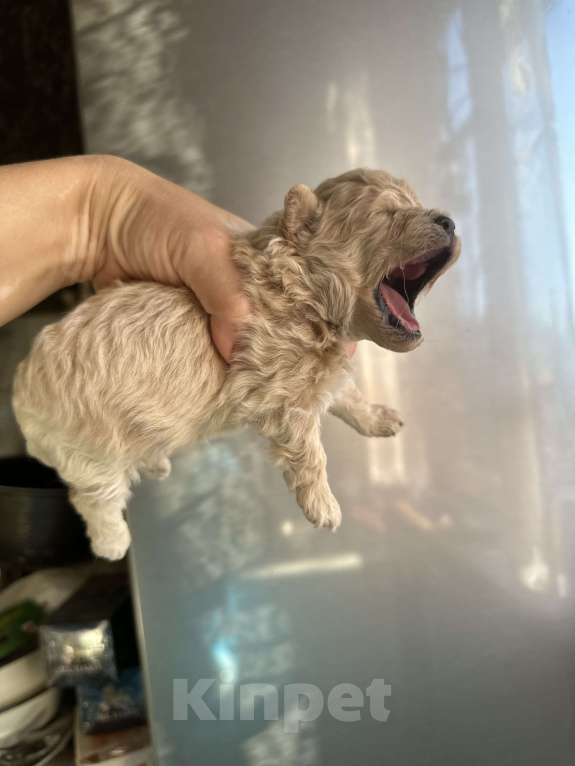 Собаки в Ростове-на-Дону: Мальтипу девочки Девочка, 70 000 руб. - фото 8