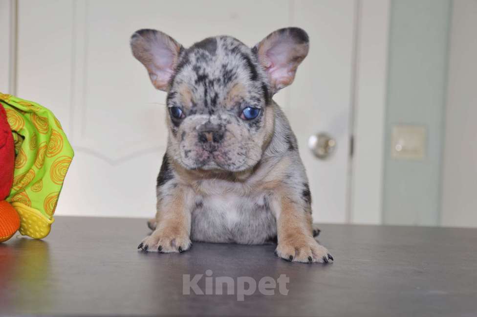 Собаки в Москве: Какао мерле тан Девочка, 100 000 руб. - фото 4