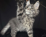 Кошки в Москве: Мейн-кун котенок Девочка, Бесплатно - фото 3