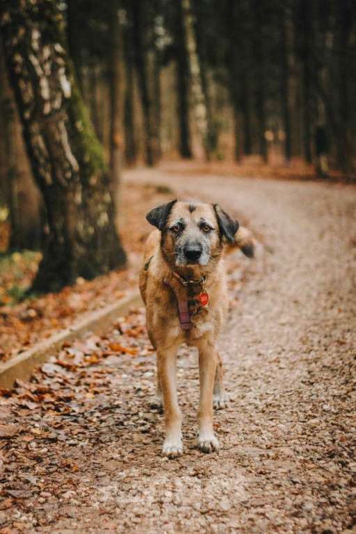 Собаки в Москве: Спокойная собачка Тера из Курска в добрые руки Девочка, 1 руб. - фото 9