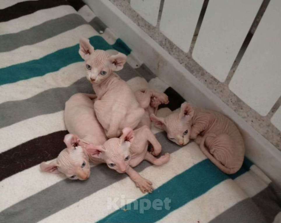 Кошки в других городах Ставропольского края: Канадский сфинкс эльф Мальчик, 5 000 руб. - фото 5