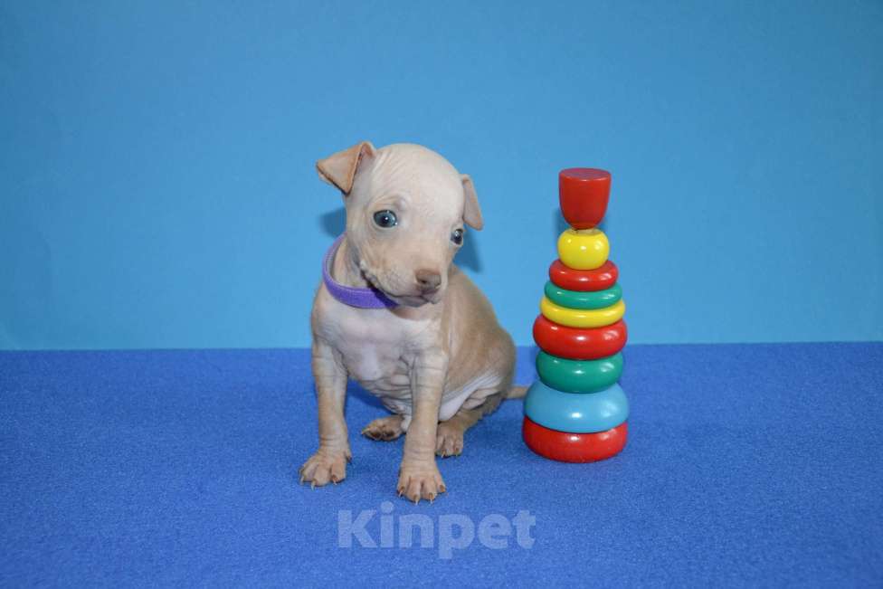 Собаки в Москве: Щенки американского голого терьера Мальчик, 25 000 руб. - фото 5