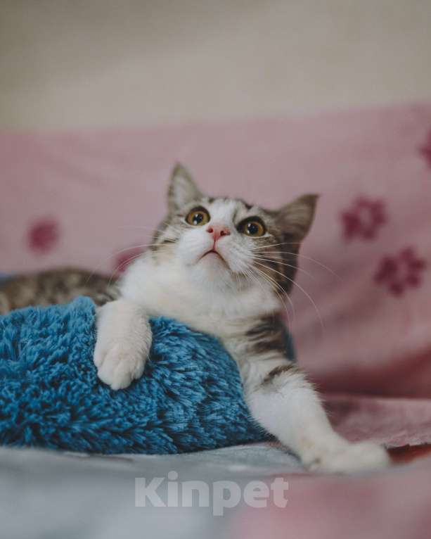 Кошки в Сочи: Котик ,а точнее котенок Матис очень ждет семью! Мальчик, Бесплатно - фото 1