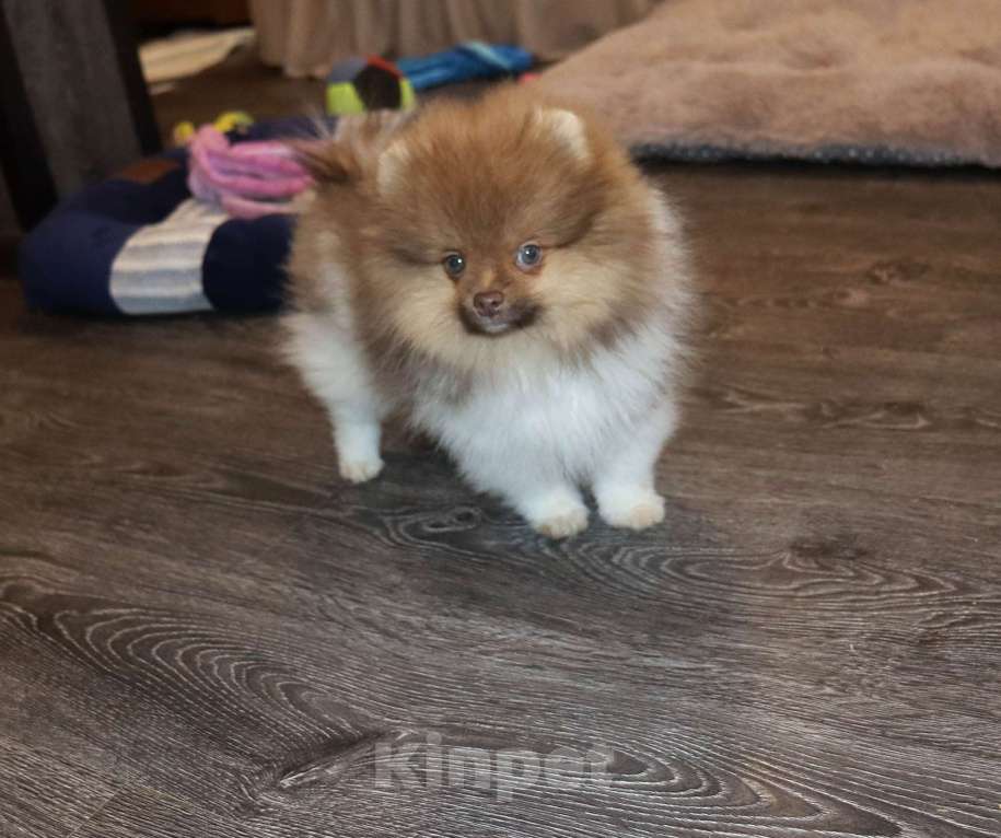 Собаки в Москве: Супер мальчик- Огонёк Мальчик, 55 000 руб. - фото 7