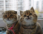 Кошки в Москве: Высококлассные Шотландские котята от Чемпиона, 15 000 руб. - фото 2
