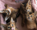 Кошки в Нижнем Новгороде: Абиссинские котята Мальчик, 25 000 руб. - фото 4