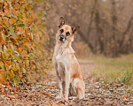 Собаки в Москве: Ласковая собака Алиса ищет дом и любящую семью! Девочка, Бесплатно - фото 1