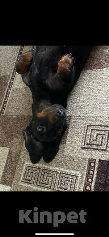 Собаки в Новокузнецке: Такса девочка Девочка, Бесплатно - фото 2