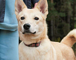 Собаки в Зеленограде: Перси ищет дом Мальчик, Бесплатно - фото 2