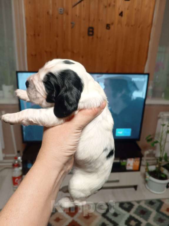 Собаки в других городах Московской области: Щенок русского охотничьего спаниеля Мальчик, 25 000 руб. - фото 6