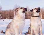 Собаки в других городах Московской области: Два веселых брата в поиске дома и любящих хозяев Мальчик, Бесплатно - фото 2