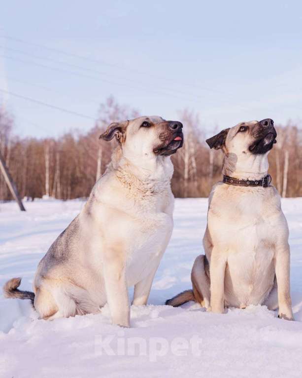 Собаки в других городах Московской области: Два веселых брата в поиске дома и любящих хозяев Мальчик, Бесплатно - фото 2