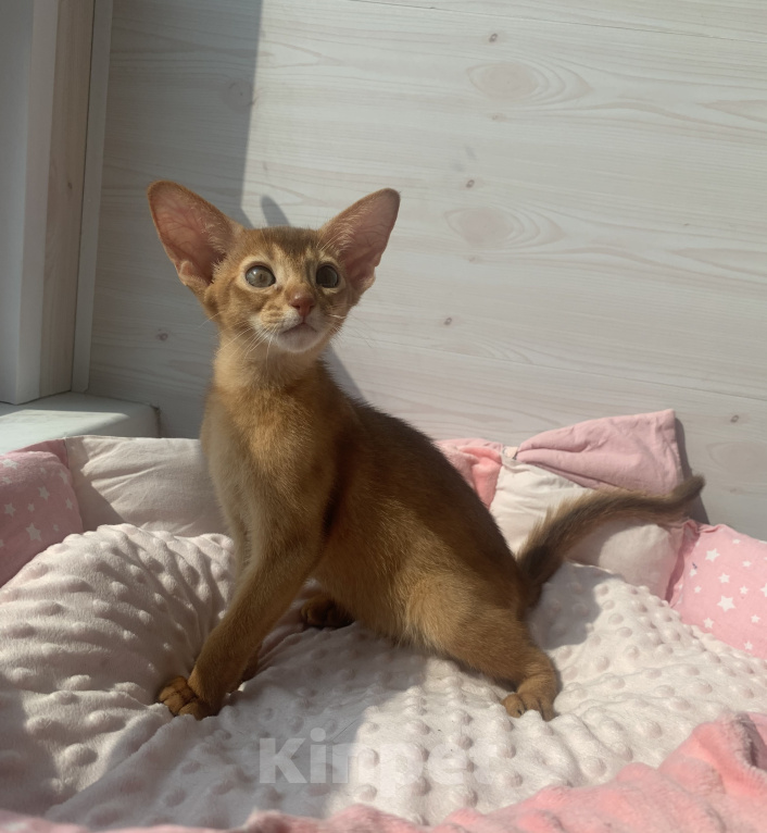 Кошки в Санкт-Петербурге: Абиссинский мальчик Мальчик, 50 000 руб. - фото 2