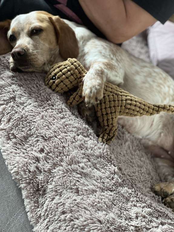 Собаки в Анапе: Взрослая собака в добрые руки Девочка, Бесплатно - фото 5