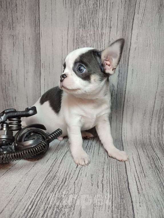 Собаки в Ейске: щенки Чихуахуа Мальчик, Бесплатно - фото 2