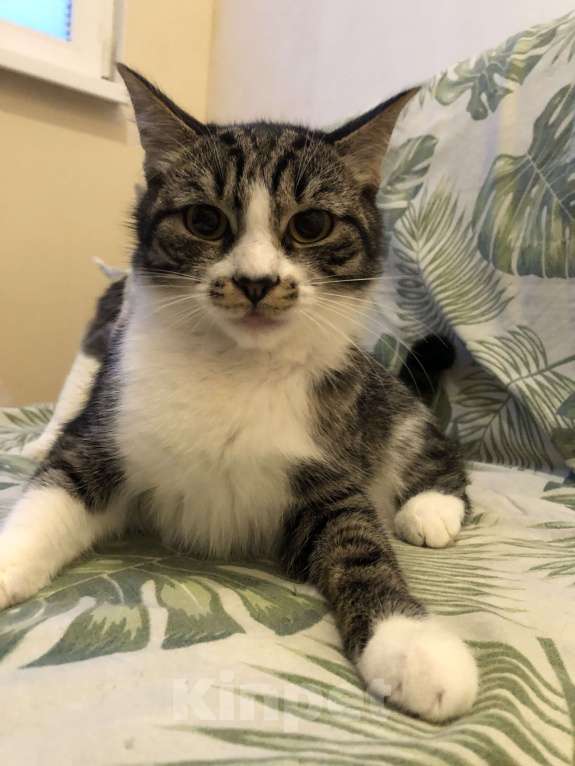 Кошки в Сочи: Отдам кошек в добрые руки Девочка, Бесплатно - фото 6