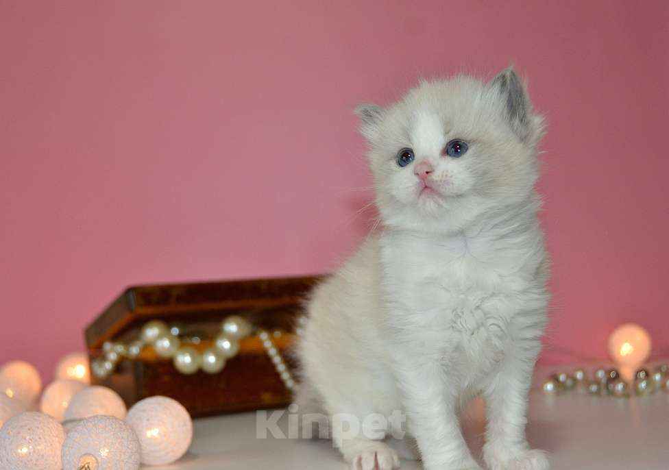 Кошки в других городах Московской области: Котята рэгдолл из семейного питомника Девочка, Бесплатно - фото 3