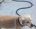 Собаки в Чите: пропала собака Байкал Мальчик, 1 руб. - фото 2
