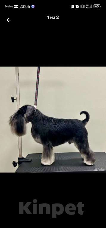 Собаки в Луховицах: Прадаже щенков цвергшнауцера Девочка, 40 000 руб. - фото 2