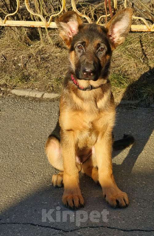 Собаки в Балашихе: Щенки немецкой овчарки Девочка, Бесплатно - фото 2