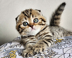 Кошки в Москве: Продажа породистых шотландских котят Девочка, 40 000 руб. - фото 9