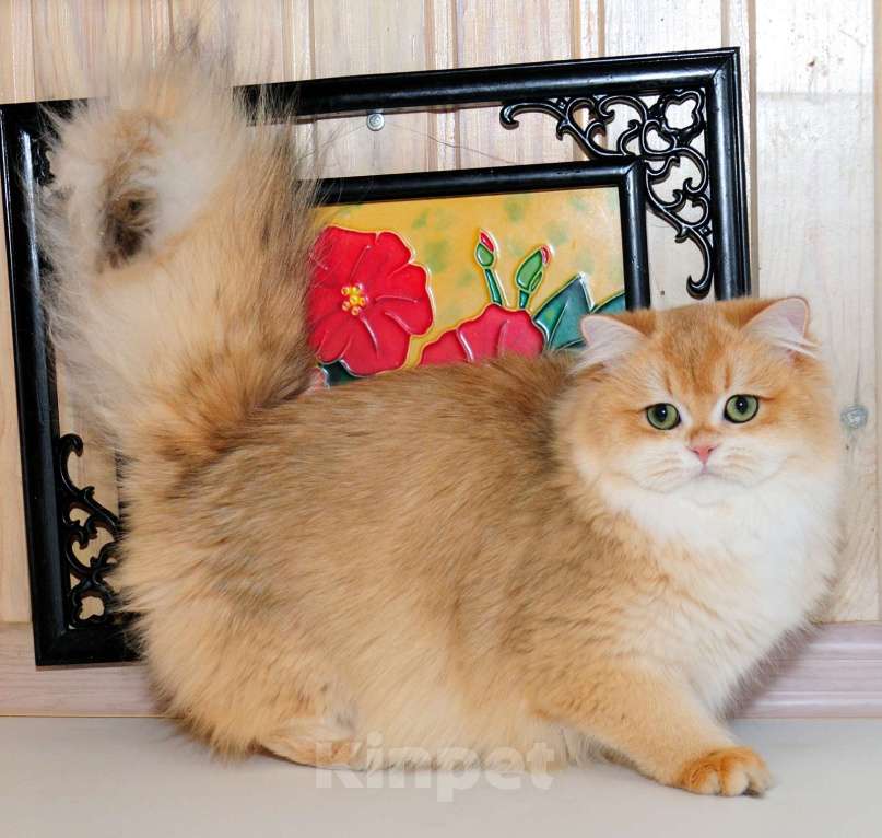 Кошки в Рыбинске: Британская длинношерстная девочка 5,5 мес Девочка, 30 000 руб. - фото 1