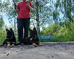 Собаки в Москве: Немецкая овчарка Девочка, 48 000 руб. - фото 3