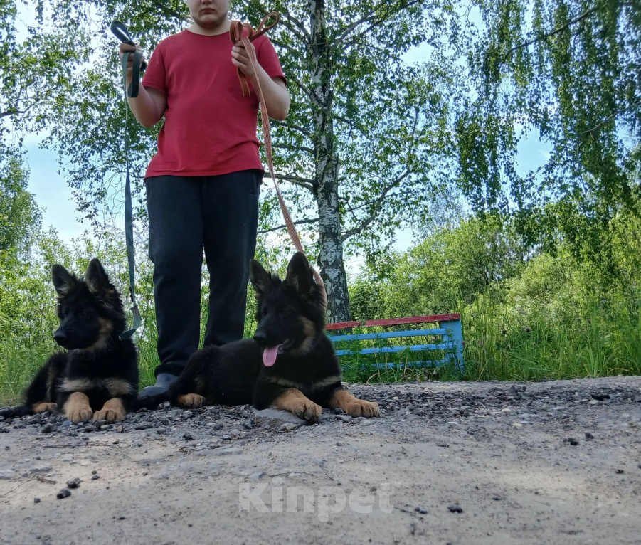 Собаки в Москве: Немецкая овчарка Девочка, 48 000 руб. - фото 3