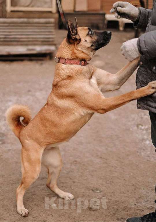 Собаки в Санкт-Петербурге: Красивая домашняя собака Плюша ищет дом Девочка, Бесплатно - фото 7