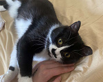 Кошки в Москве: Кошечка Мими в добрые руки Девочка, Бесплатно - фото 2