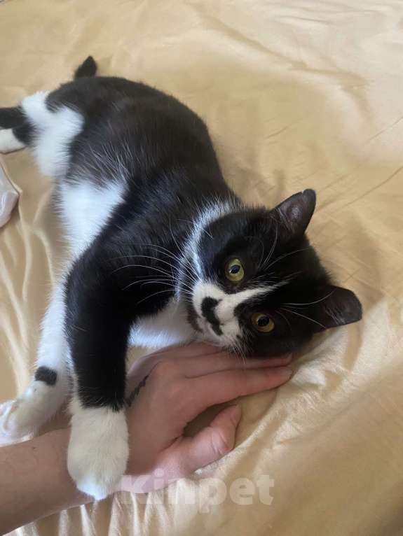 Кошки в Москве: Кошечка Мими в добрые руки Девочка, Бесплатно - фото 2