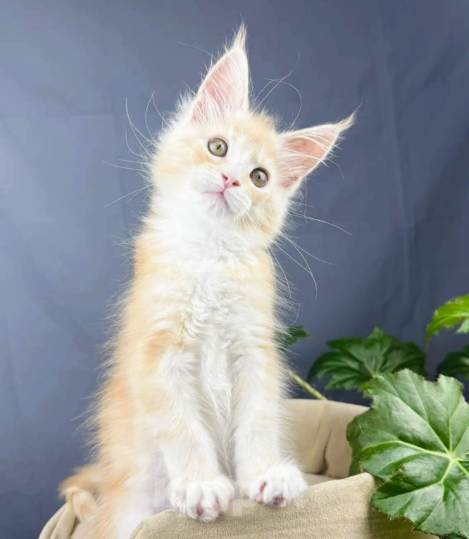 Кошки в Липецке: Котята мейн-кун Разнополые, Бесплатно - фото 8