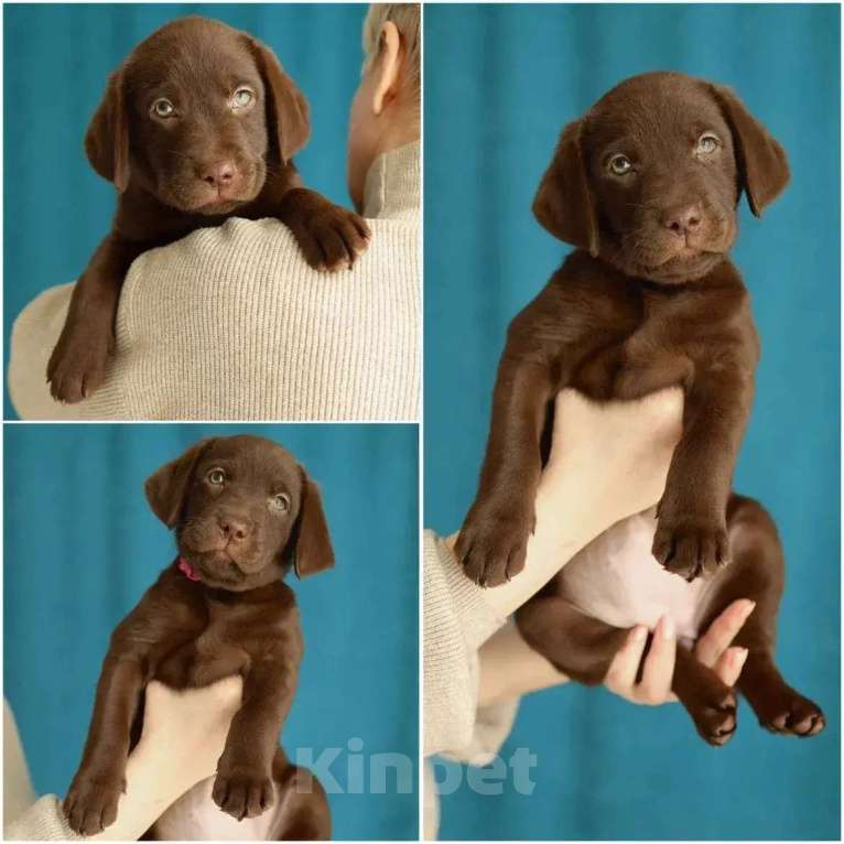 Собаки в Кондрово: Лабрадор ретривер Девочка, Бесплатно - фото 6