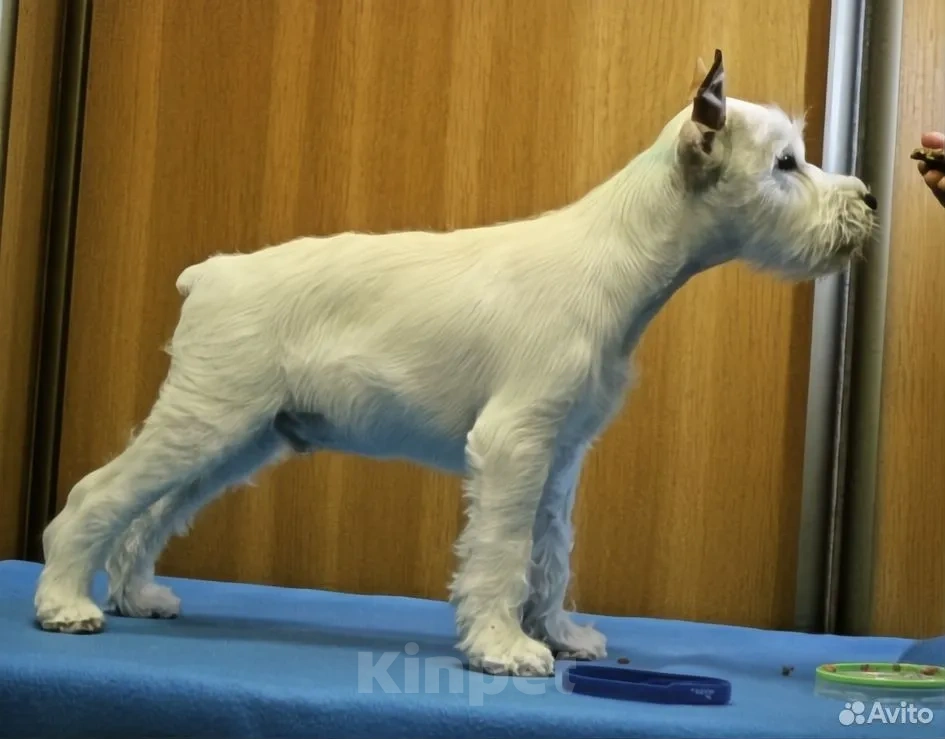 Собаки в Омске: Щенки цвергшнауцера Мальчик, Бесплатно - фото 2