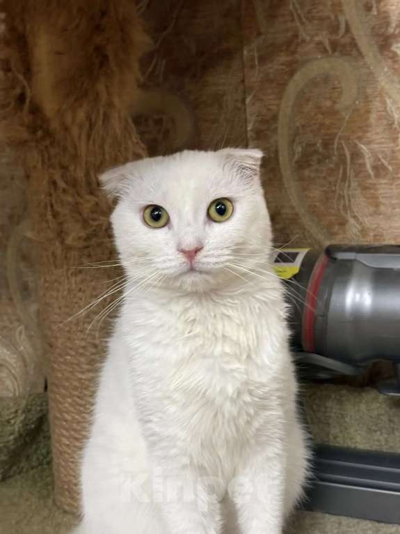 Кошки в Москве: Котенок Юлька в добрые руки Девочка, Бесплатно - фото 2