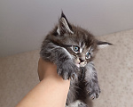 Кошки в Калуге: Котята мейн-кун Мальчик, Бесплатно - фото 1