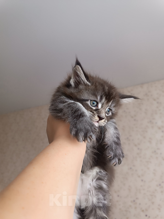 Кошки в Калуге: Котята мейн-кун Мальчик, Бесплатно - фото 1