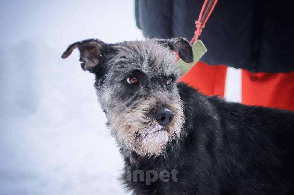 Собаки в Москве: Характер - золото! Метис миттельшнауцера в дар Девочка, Бесплатно - фото 6