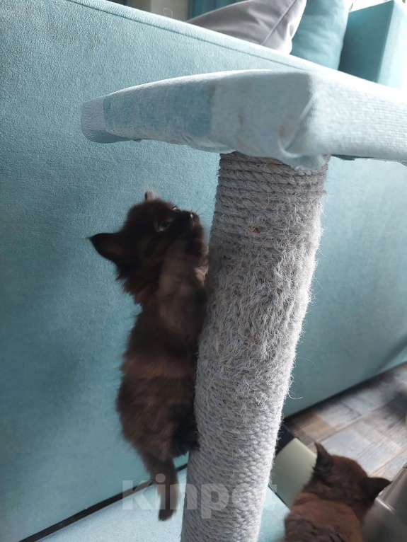 Кошки в Нижнем Новгороде: Ищет свой дом Девочка, 5 руб. - фото 2