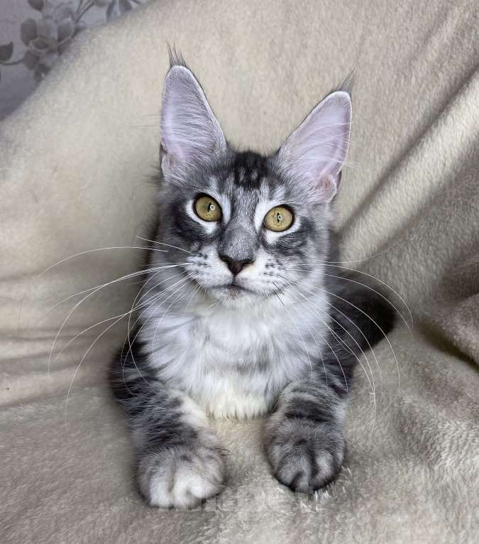 Кошки в Дмитрове: Черная серебристая мраморная девочка мейн кун Roberta Девочка, 30 000 руб. - фото 6