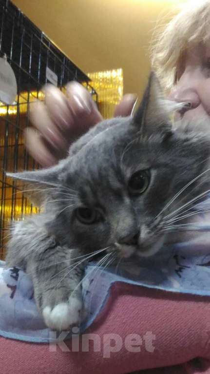 Кошки в Москве: Льнёт к рукам Мальчик, Бесплатно - фото 5