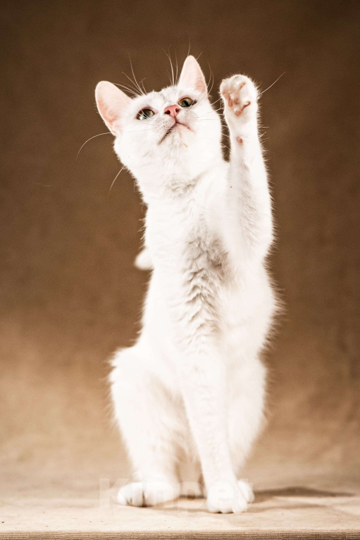 Кошки в Клине: Снежка — белоснежная миниатюрная красавица Девочка, Бесплатно - фото 2