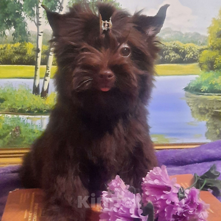 Собаки в Набережных Челнах: Трюфель Мальчик, 45 000 руб. - фото 2