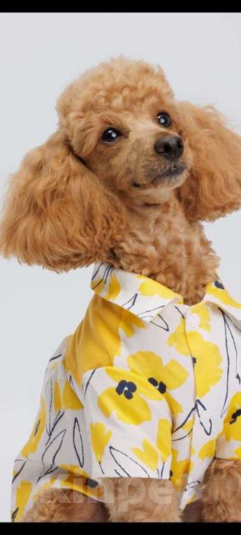 Собаки в Москве: Продажа (бронирование) щенков Разнополые, 52 000 руб. - фото 4