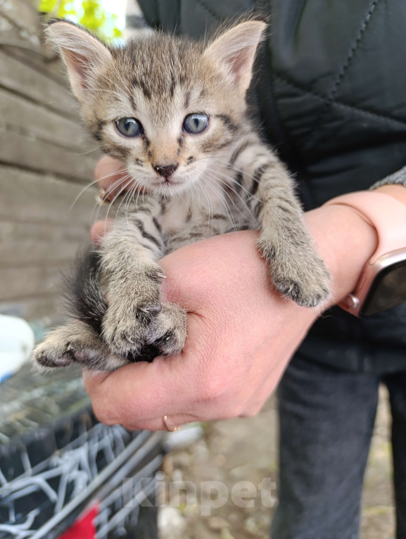 Кошки в Подольске: Котятки любящим хозяевам Девочка, Бесплатно - фото 5