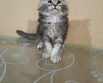 Кошки в других городах Кировской области: Мейн кун  котёнок Купидон Мальчик, 80 000 руб. - фото 2