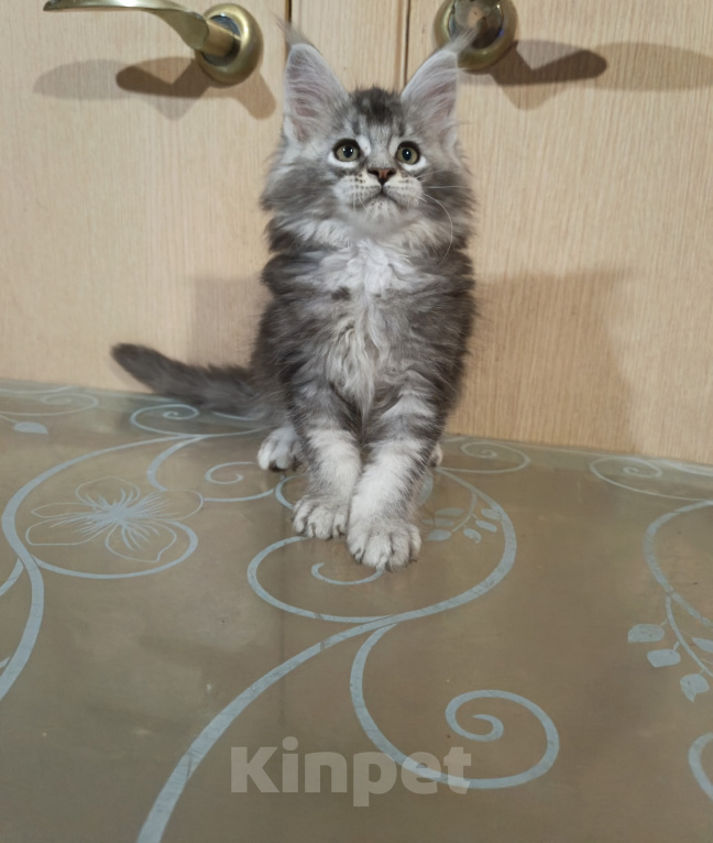 Кошки в других городах Кировской области: Мейн кун  котёнок Купидон Мальчик, 80 000 руб. - фото 2