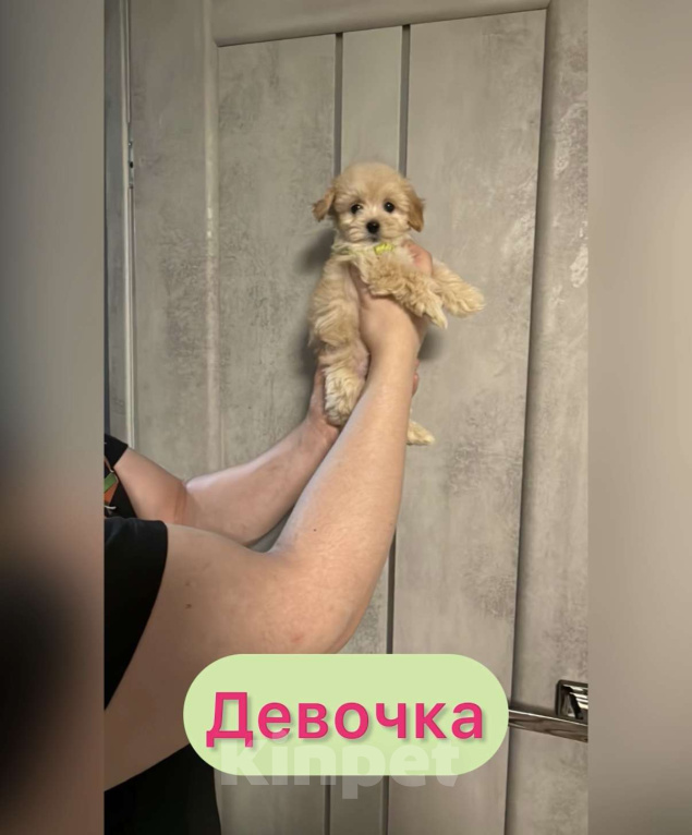 Собаки в Уфе: Мальтипу F1 девочки и мальчики  Девочка, 100 руб. - фото 3