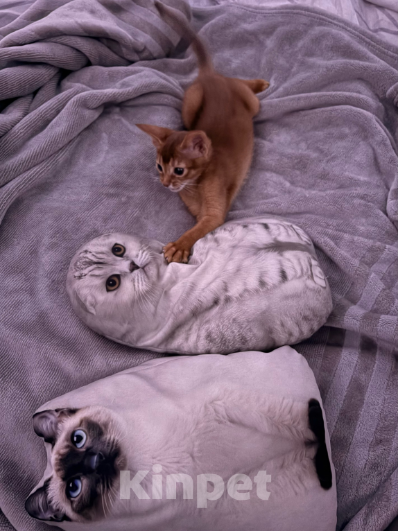 Кошки в других городах Московской области: 💥Продается котенок ( Окрaс сорpель ). Мальчик, 40 000 руб. - фото 6