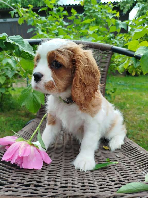 Собаки в Иваново: Бленхейм, девочка.  Девочка, Бесплатно - фото 3